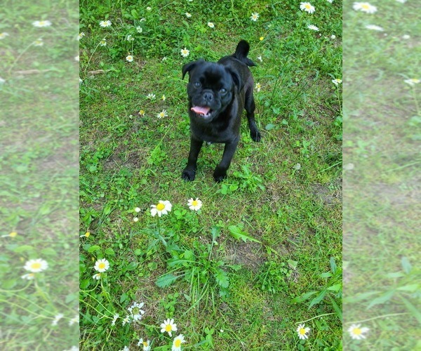 Medium Photo #1 Pug Puppy For Sale in LYNDON CENTER, VT, USA