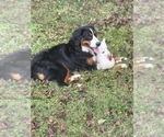 Small Photo #1 Bernese Mountain Dog Puppy For Sale in MIDDLESEX, NC, USA
