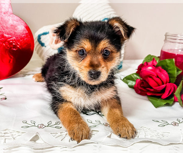 Medium Photo #7 Yoranian Puppy For Sale in WAKARUSA, IN, USA