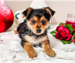 Small Photo #7 Yoranian Puppy For Sale in WAKARUSA, IN, USA