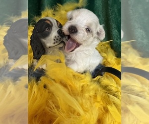 Maltese Puppy for Sale in FREDONIA, Kansas USA