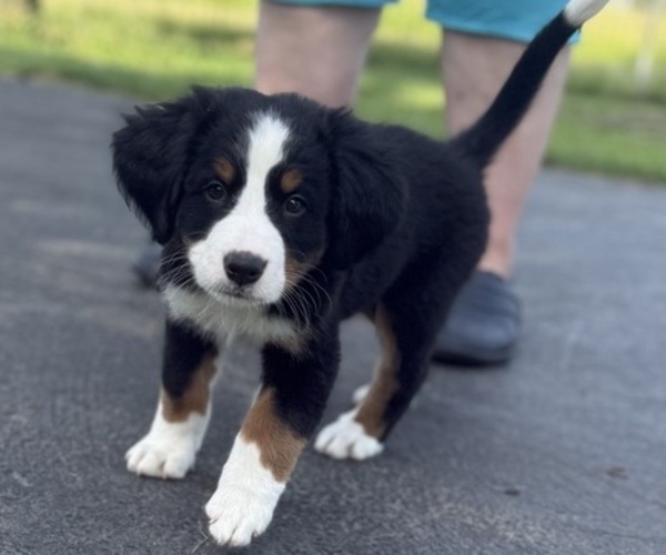 Medium Photo #46 Bernese Mountain Dog Puppy For Sale in SPRINGFIELD, OH, USA