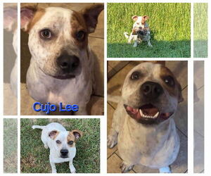 Mutt Dogs for adoption in Farmerville, LA, USA