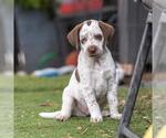 Small #3 Dalmatian-Labrador Retriever Mix