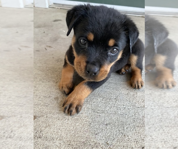 Medium Photo #2 Rottweiler Puppy For Sale in CANAL WHCHSTR, OH, USA
