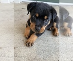 Small Photo #2 Rottweiler Puppy For Sale in CANAL WHCHSTR, OH, USA