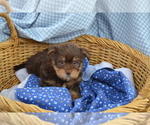 Image preview for Ad Listing. Nickname: Litter of 4