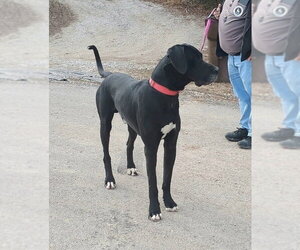 Great Dane Dogs for adoption in Bullard, TX, USA