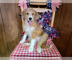 Bernedoodle (Miniature) Puppy for Sale in BLACK FOREST, Colorado USA