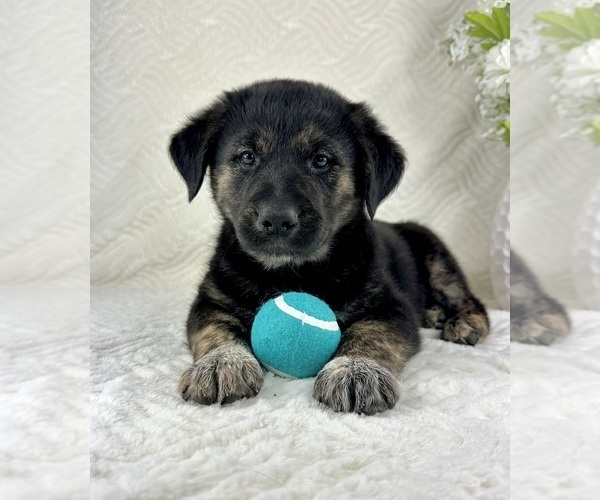 Medium Photo #1 Golden Shepherd Puppy For Sale in GREENFIELD, IN, USA
