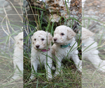 Small Photo #5 Poodle (Standard) Puppy For Sale in COLUMBUS, NE, USA