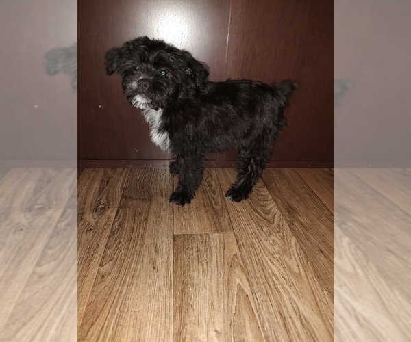 Medium Photo #1 YorkiePoo Puppy For Sale in LAPEER, MI, USA
