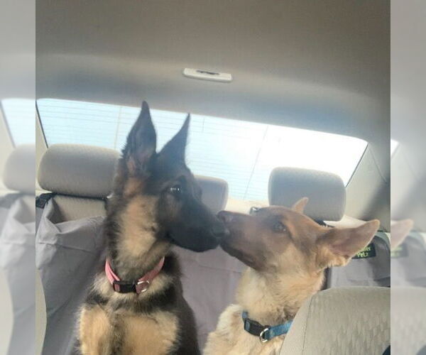 Medium Photo #2 German Shepherd Dog Puppy For Sale in Millburn, NJ, USA