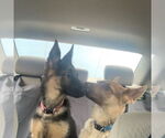 Small #1 German Shepherd Dog