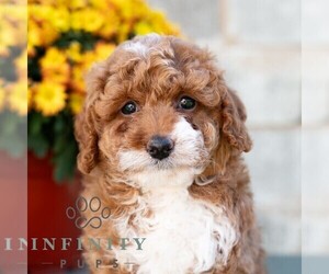 Poodle (Miniature) Puppy for sale in DORNSIFE, PA, USA