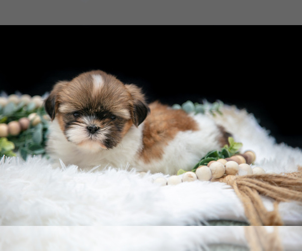 Medium Photo #5 Shih Tzu Puppy For Sale in CLARE, MI, USA