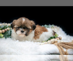 Small #4 Shih Tzu