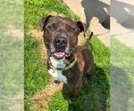 Small #1 American Staffordshire Terrier Mix