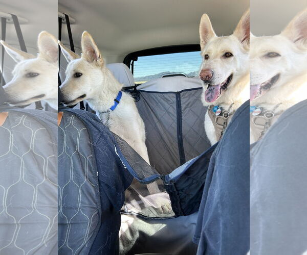 Medium Photo #3 - Mix Puppy For Sale in Phoenix, AZ, USA