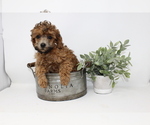 Small Photo #2 Poodle (Toy) Puppy For Sale in ROCKY MOUNT, NC, USA