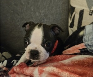 Medium Boston Terrier