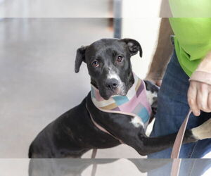 Fiona - Female Mutt Dog for Adoption - Photo #4