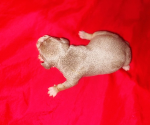 Medium Photo #9 American Bully Puppy For Sale in TRENTON, NJ, USA