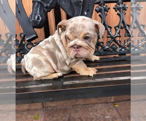 English Bulldog Puppy for sale in LAS VEGAS, NV, USA