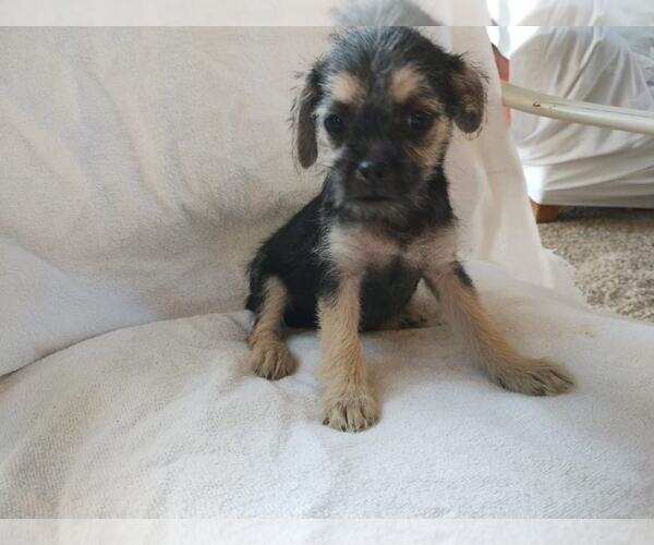 Medium Photo #4 Mutt Puppy For Sale in Arlington, WA, USA