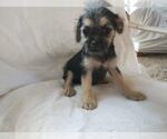 Small #3 Mutt