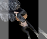 Puppy 4 American Staffordshire Terrier-Labrador Retriever Mix