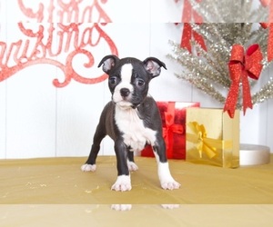 Boston Terrier Puppy for sale in MOUNT VERNON, OH, USA