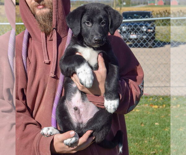 Medium Photo #3 German Shepherd Dog-Unknown Mix Puppy For Sale in Huntley, IL, USA
