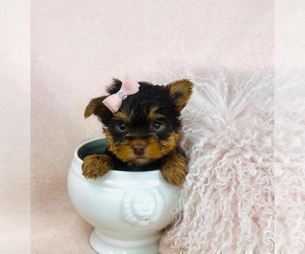 Medium Photo #8 Yorkshire Terrier Puppy For Sale in BAYVILLE, NJ, USA