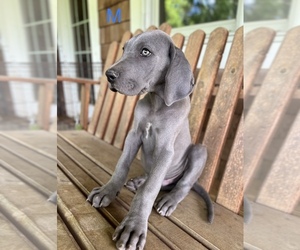 Great Dane Puppy for sale in EDMONTON, KY, USA