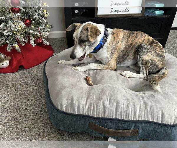 Medium Photo #3 Greyhound Puppy For Sale in Cherry Hill, NJ, USA