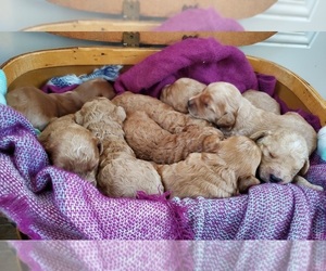 Goldendoodle (Miniature) Puppy for sale in TUSCOLA, IL, USA