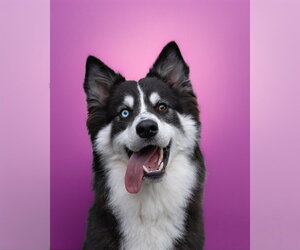 DEXTER - Male Siberian Husky-Unknown Mix Dog for Adoption - Photo #3