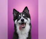 Small Photo #3 Siberian Husky-Unknown Mix Puppy For Sale in Woodbury, NY, USA