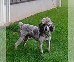 Small Photo #1 Poodle (Miniature) Puppy For Sale in GORDONVILLE, PA, USA