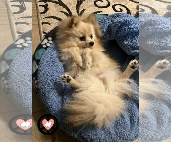 Medium Photo #3 Pomeranian Puppy For Sale in Lebanon, PA, USA