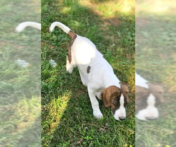 Medium Photo #3 Mutt Puppy For Sale in Wakefield, RI, USA