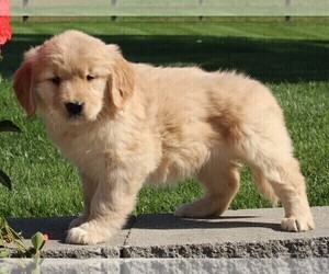 Golden Retriever Puppy for sale in FREDERICKSBURG, OH, USA