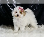 Small #2 Maltipoo