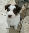 Small Photo #8 Border Collie Puppy For Sale in ROCK ISLAND, IL, USA
