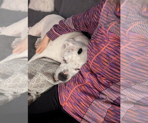Molly - Adopt Me! - Female American Staffordshire Terrier Dog for Adoption - Photo #12