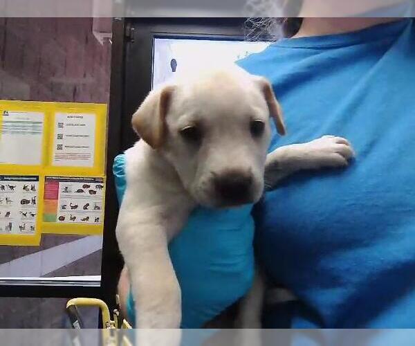 Medium Photo #1 German Shepherd Dog-Unknown Mix Puppy For Sale in Tulsa, OK, USA