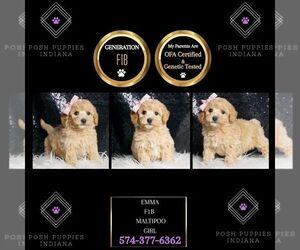 Maltipoo Puppy for sale in WARSAW, IN, USA