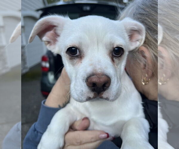 Medium Photo #2 Bulldog-Unknown Mix Puppy For Sale in Bellevue, WA, USA
