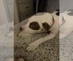 Small #19 American Staffordshire Terrier Mix